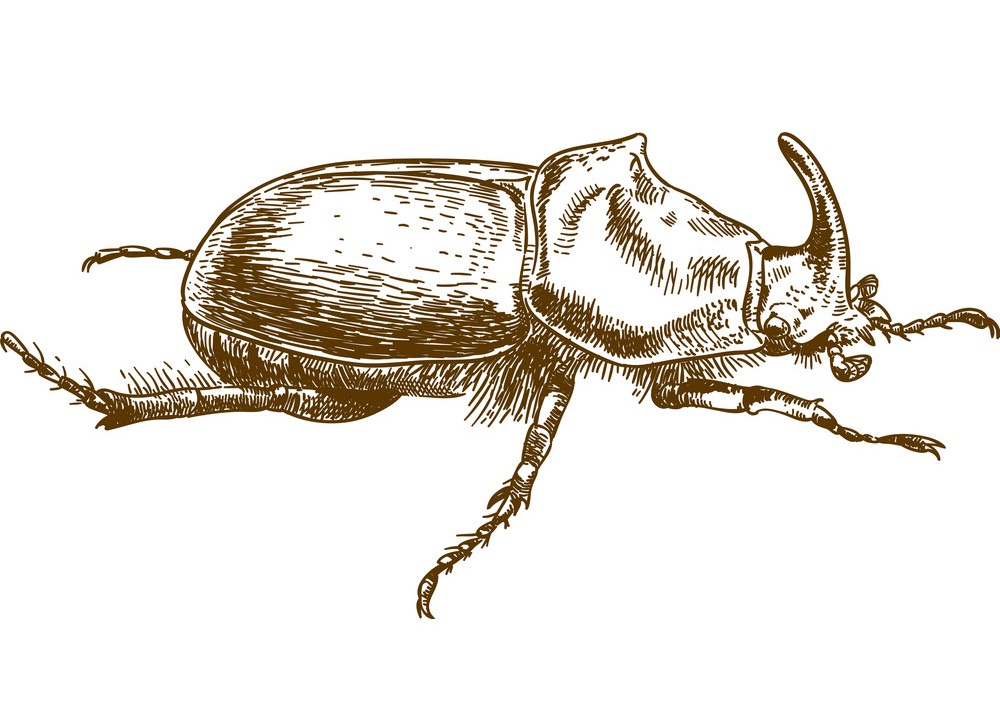 engraving rhinoceros beetle