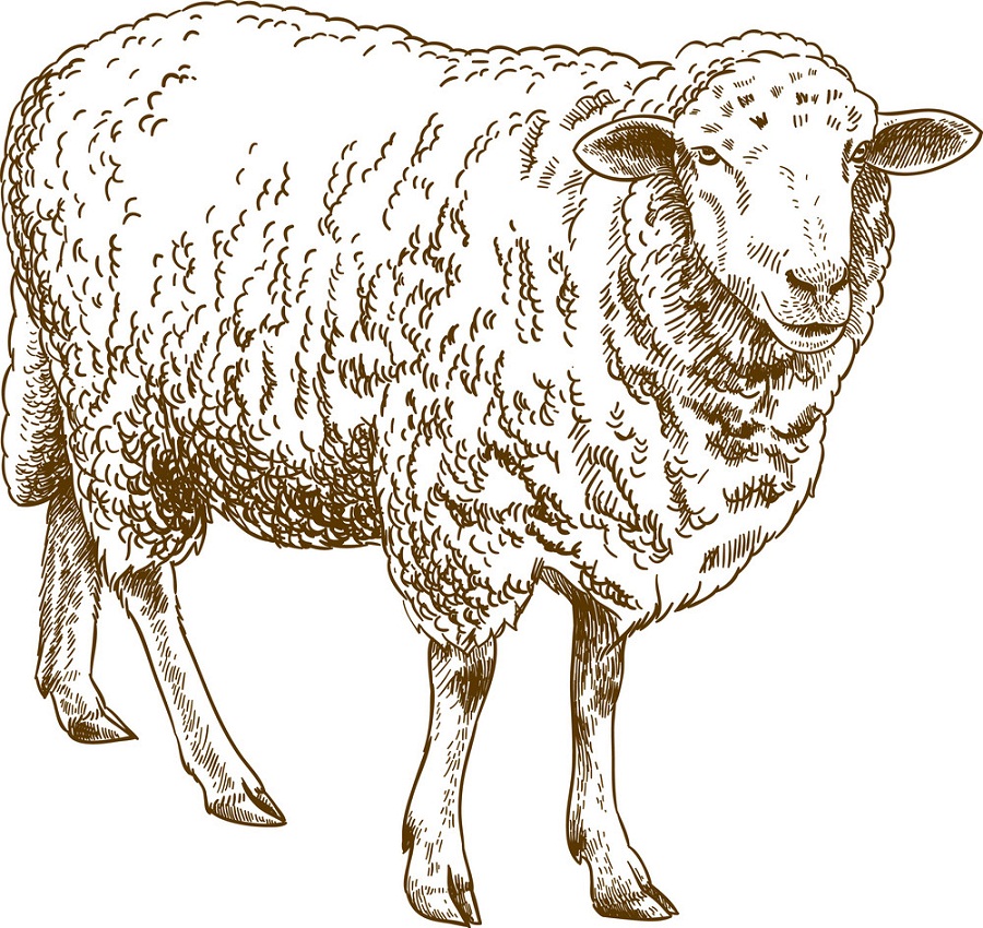 engraving sheep