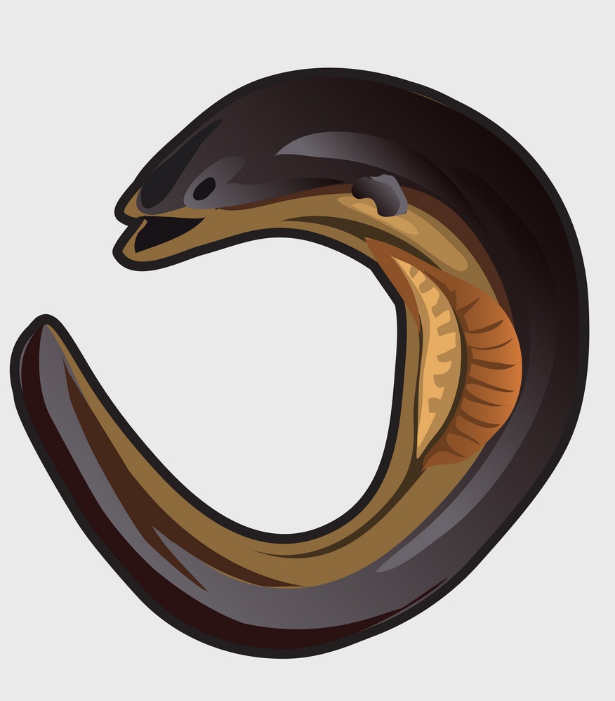 european eel