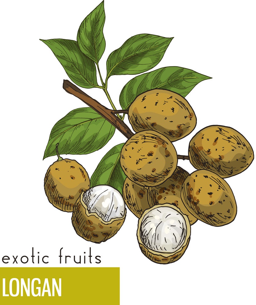 exotic fruits longan