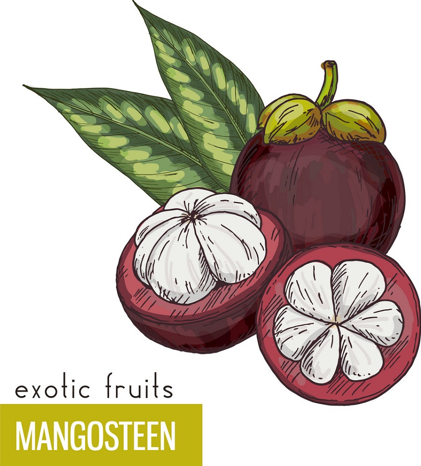 exotic fruits mangosteen