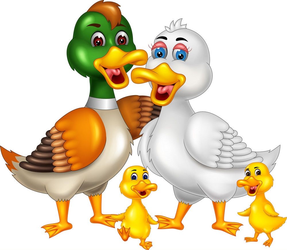 family duck