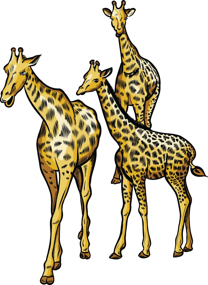 family giraffe