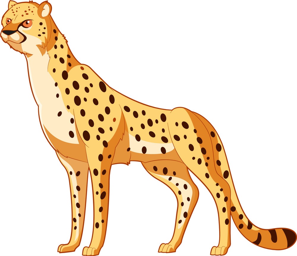 fantastic cheetah
