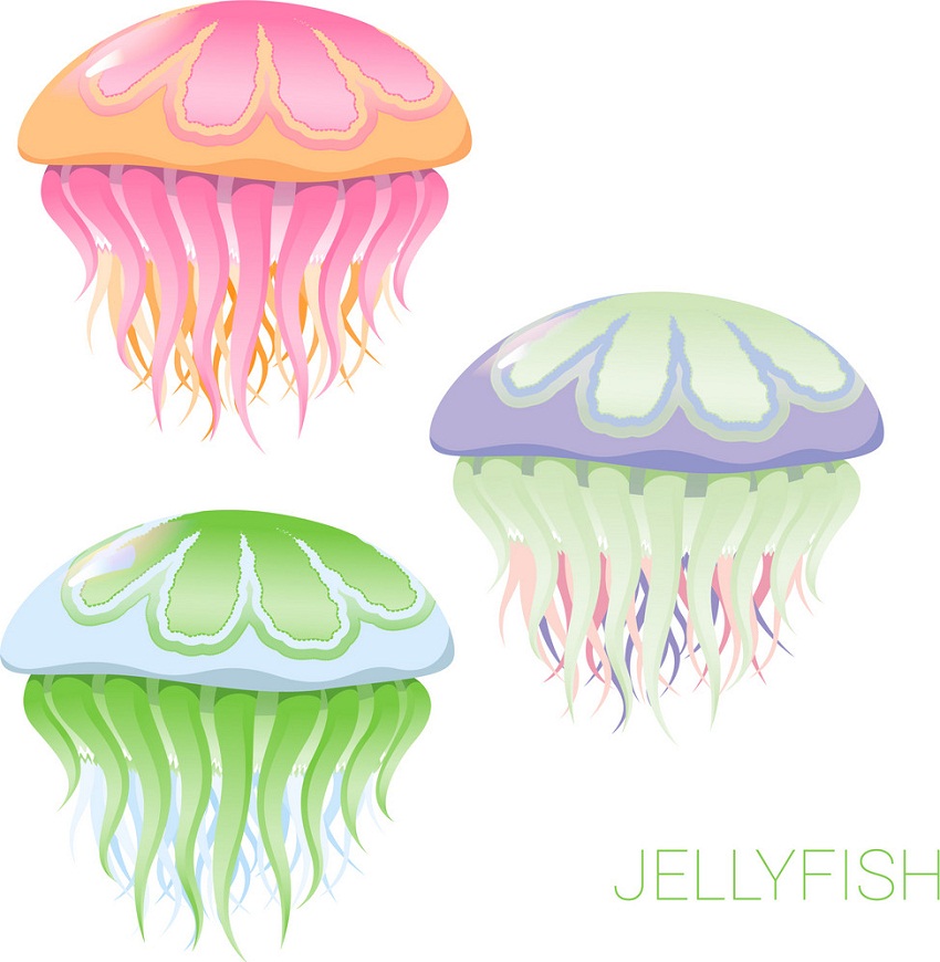 fantastic jellyfish