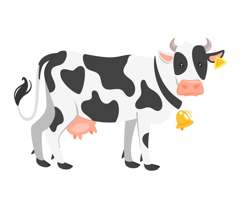 farm cow
