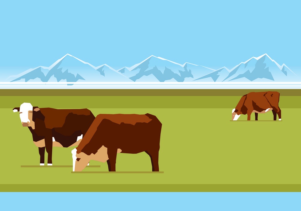 farm cows and mountains
