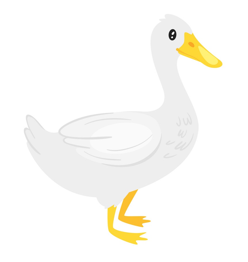 farm duck