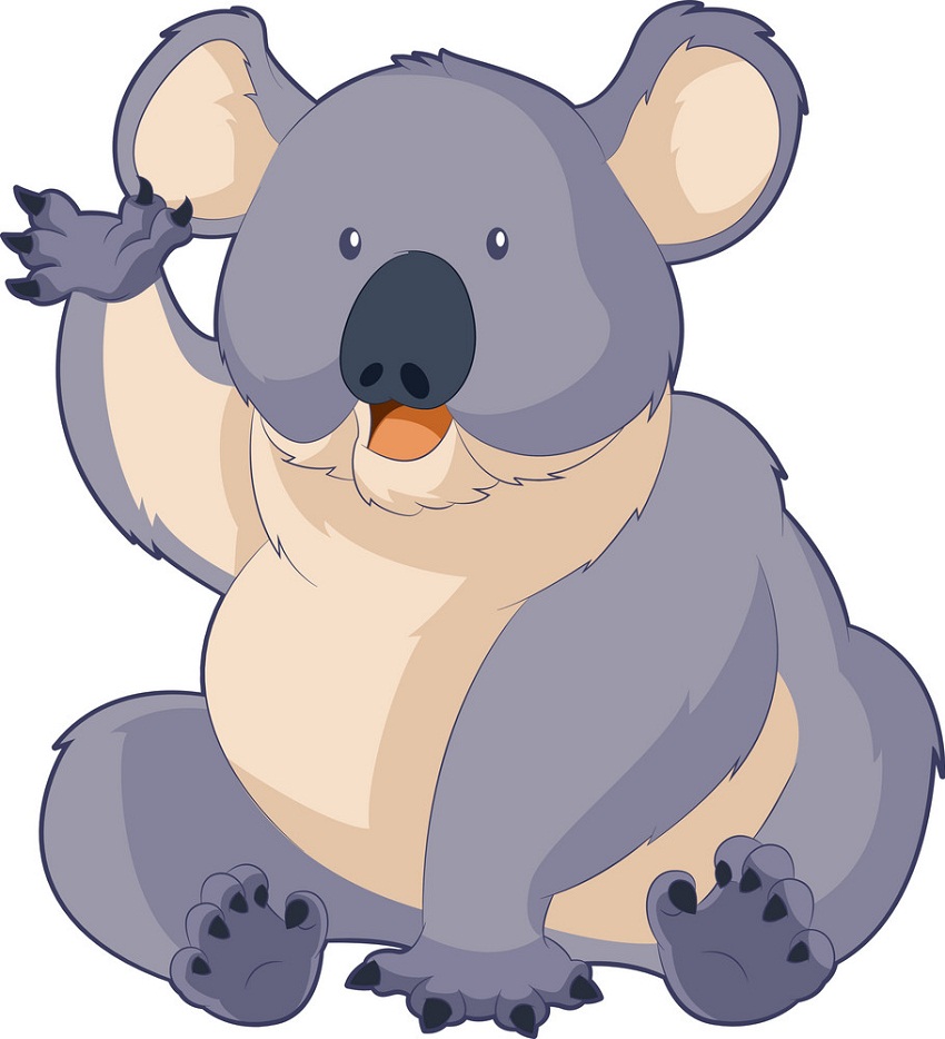fat koala