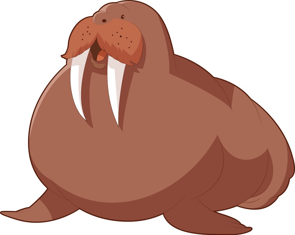 fat walrus