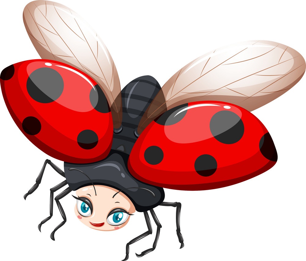 female ladybug flying