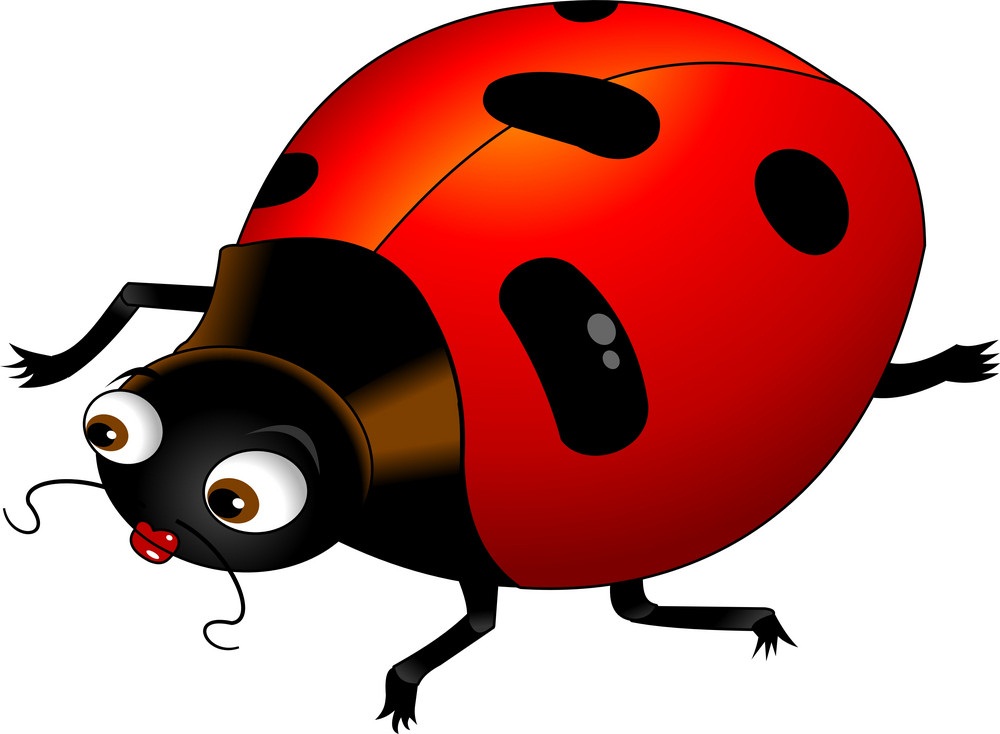 female ladybug
