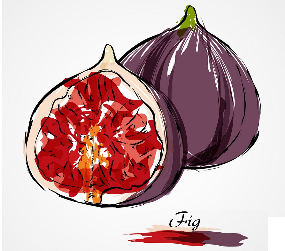 fig fruit drawing