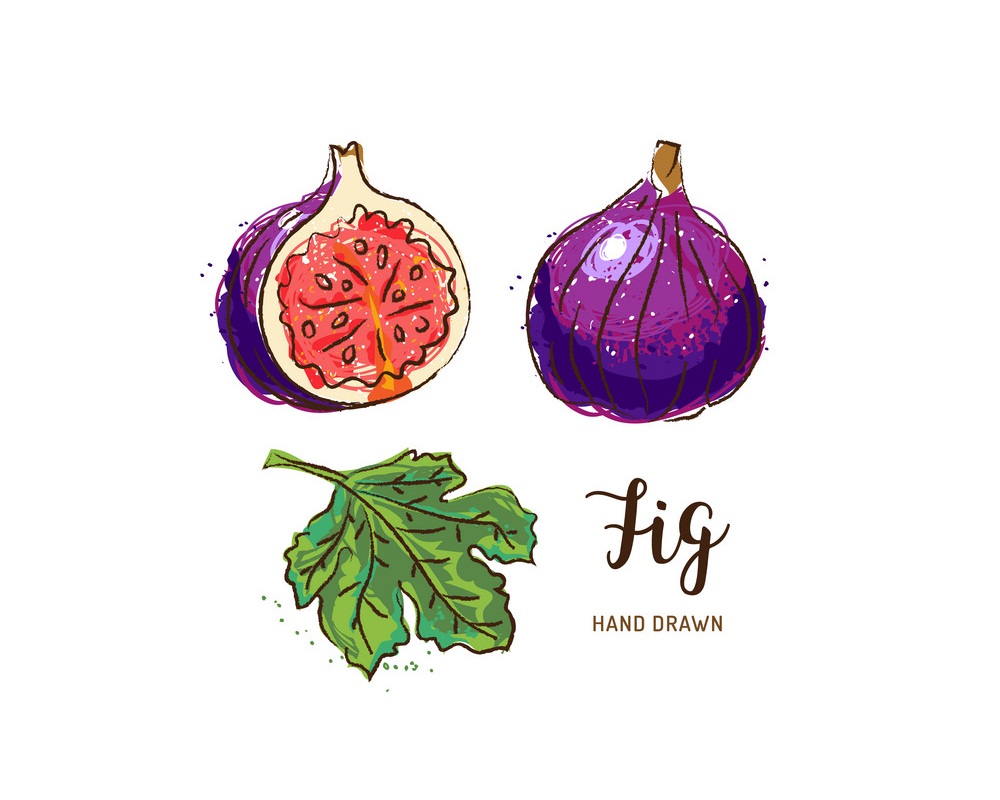 fig fruit hand drawn