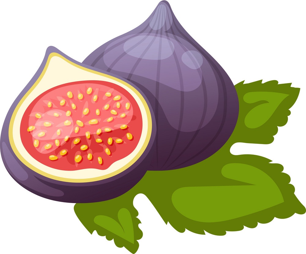 Fig Clipart