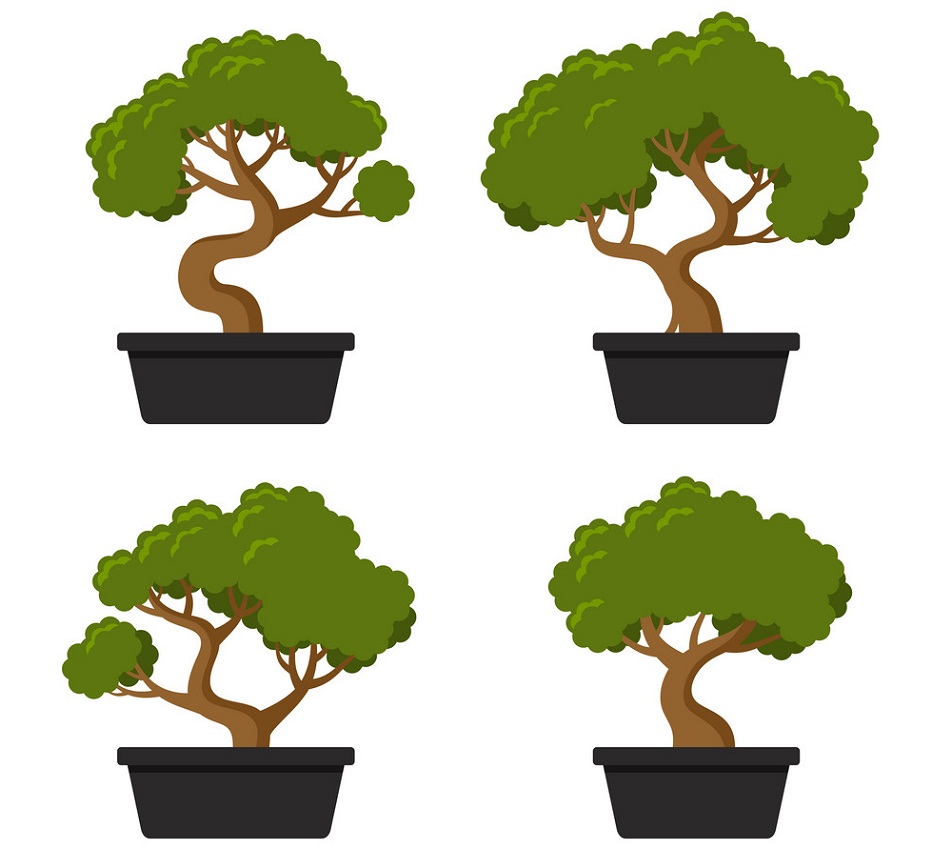 four bonsai trees