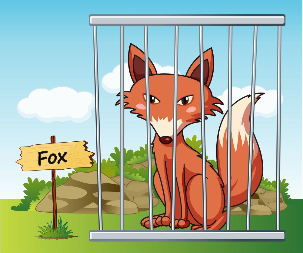 fox in a cage