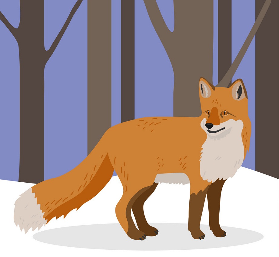 fox in the forest