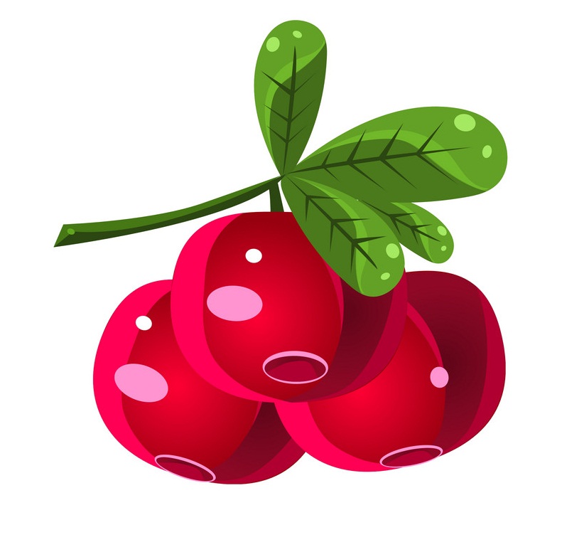 fresh cranberry fruit