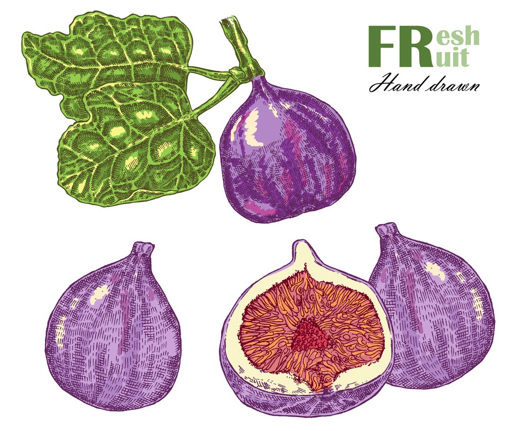 fresh figs hand drawn