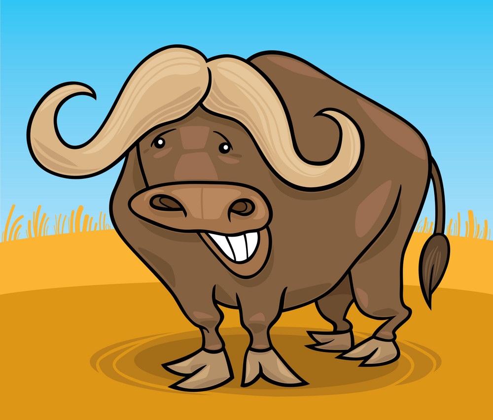funny african buffalo