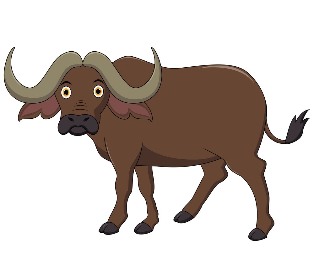 funny buffalo looking
