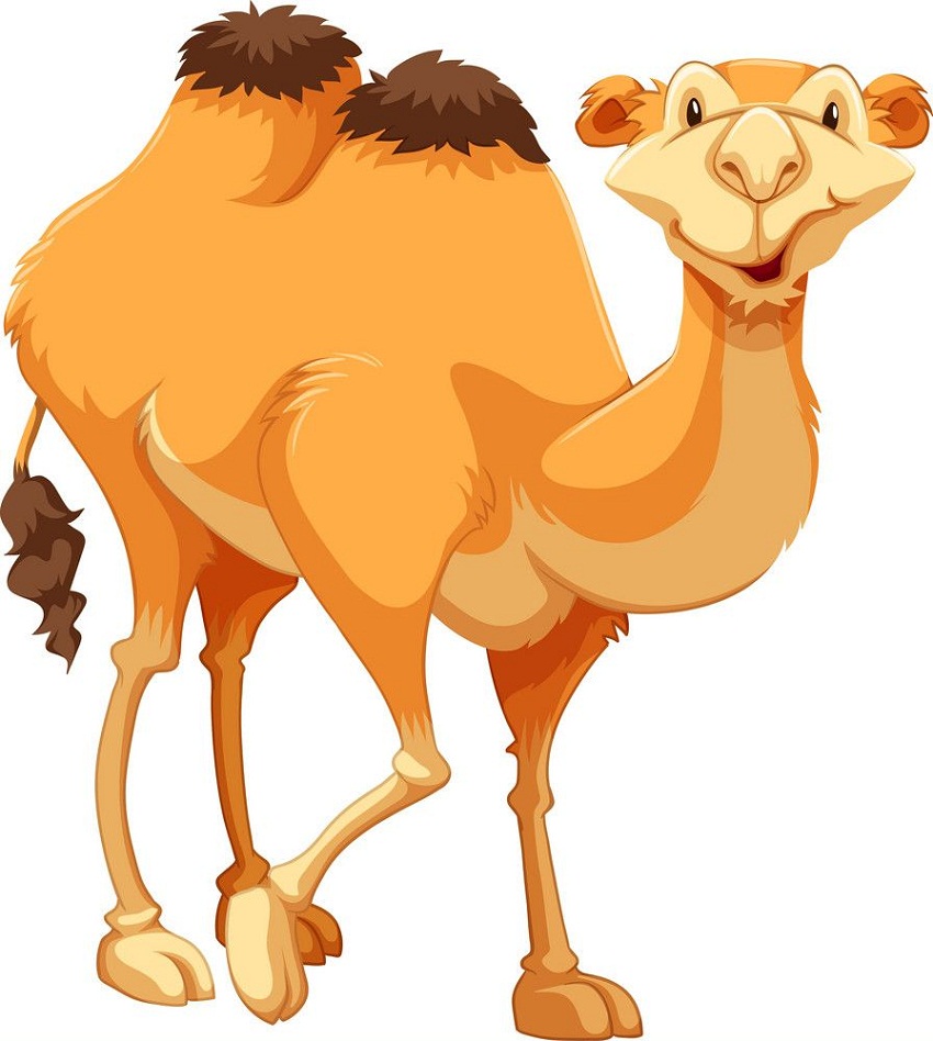 funny camel 1