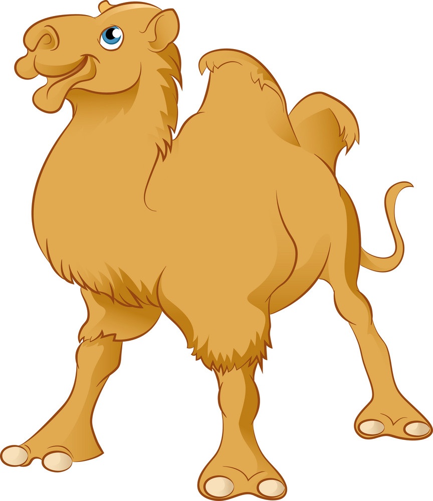 funny camel