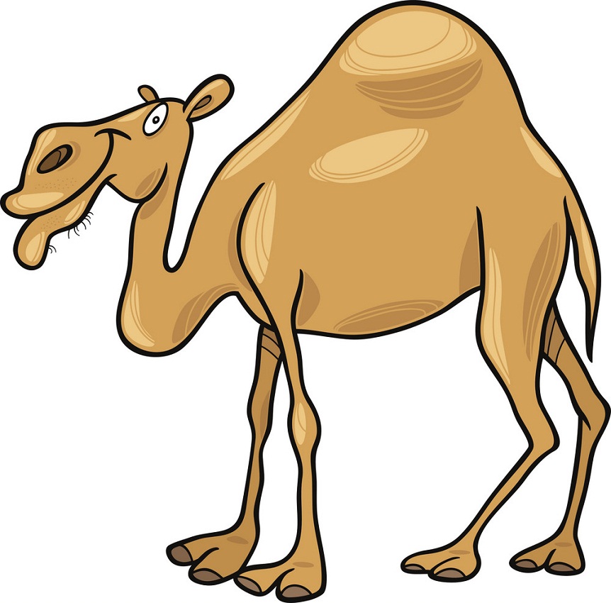 funny dromedary camel