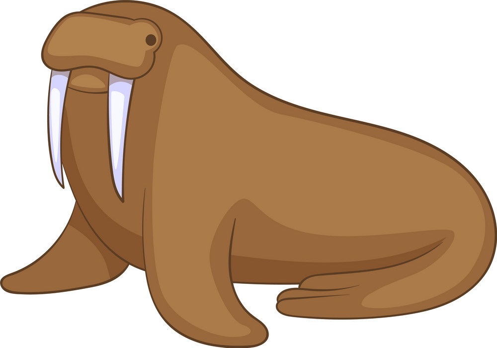 funny fat walrus