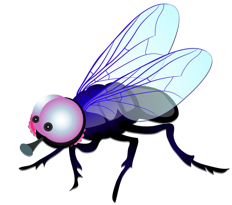 funny fly with big eyes
