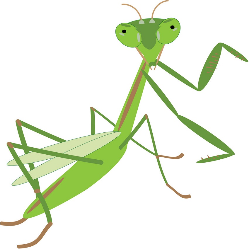 funny praying mantis