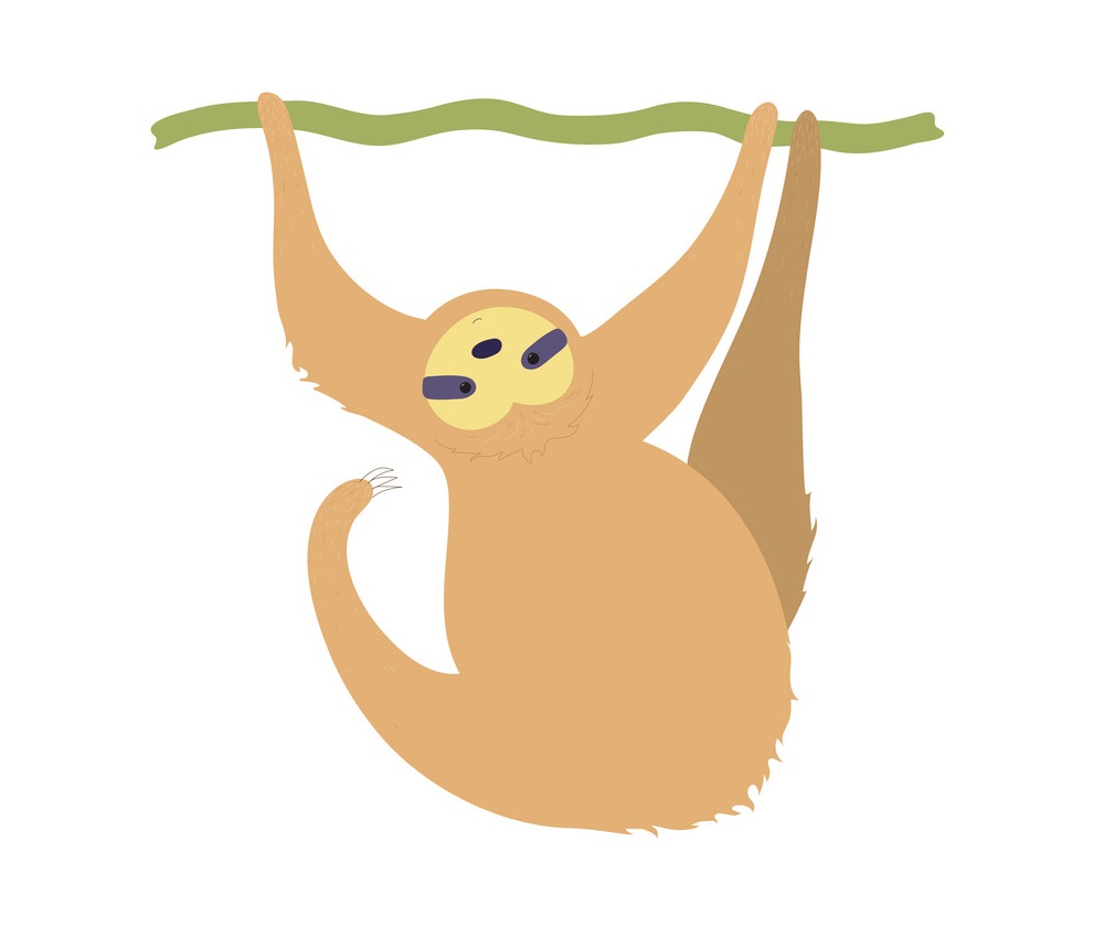 funny sloth hanging on a branch