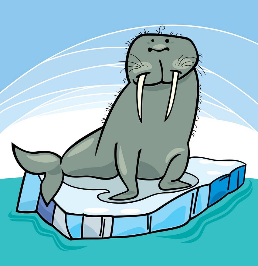 funny walrus on floating ice