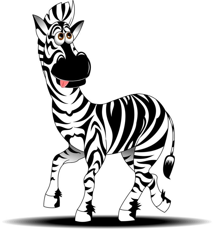 funny zebra walking