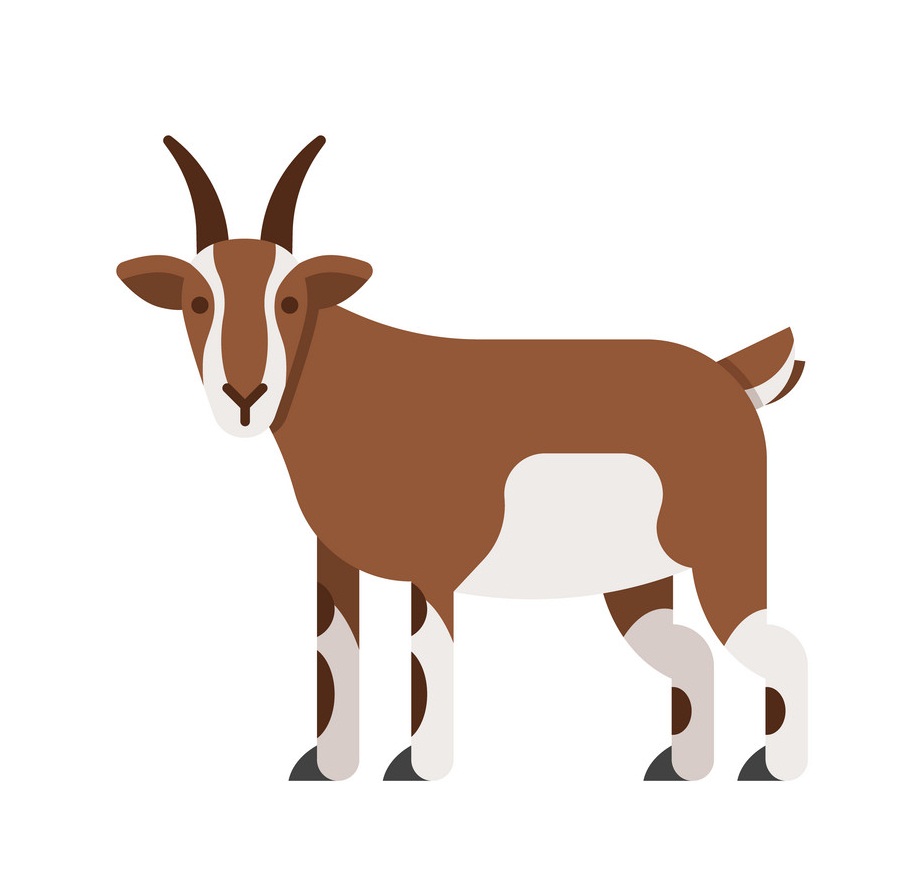 goat flat design