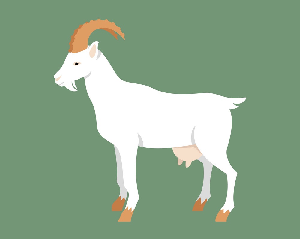 goat on green background