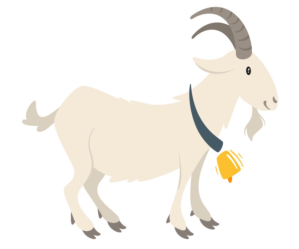 goat wearing bell necklace