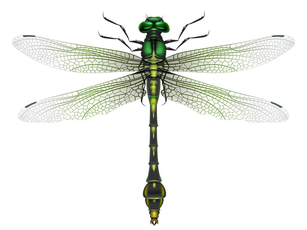 gomphus vulgatissimus dragonfly