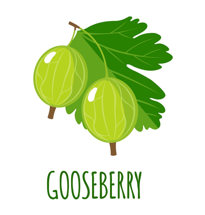 gooseberry 1