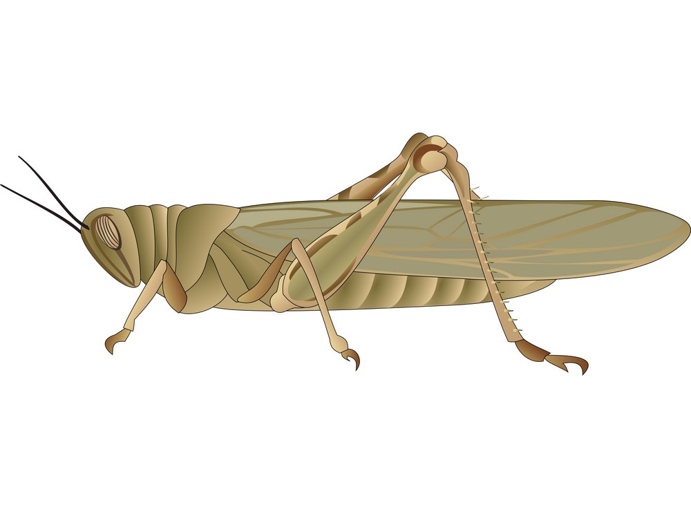 grasshopper 1