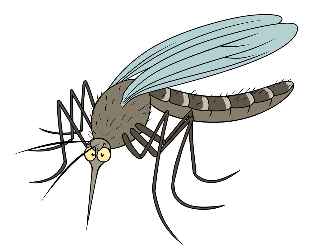 gray mosquito