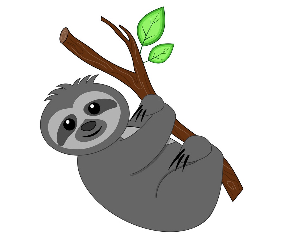 gray sloth on a branch