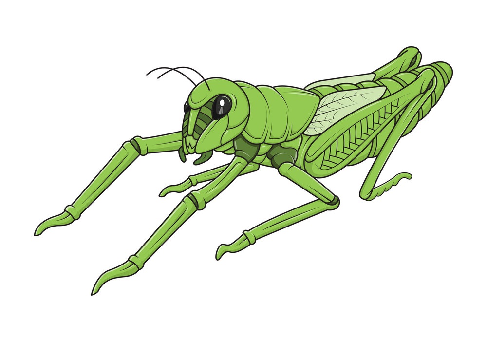 green grasshopper 1