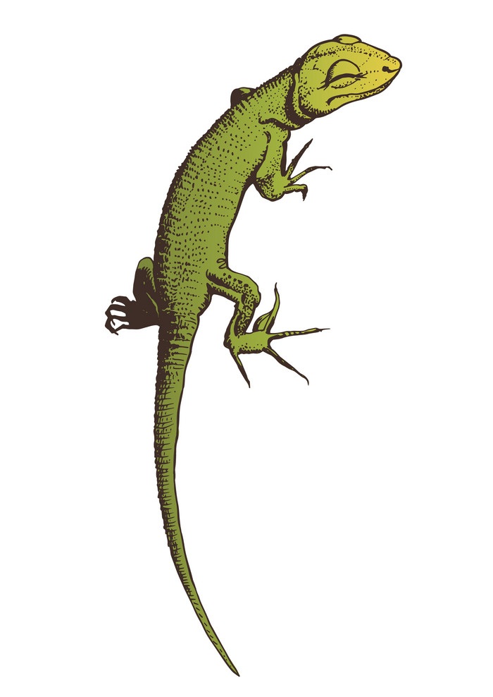 green lizard hand drawn
