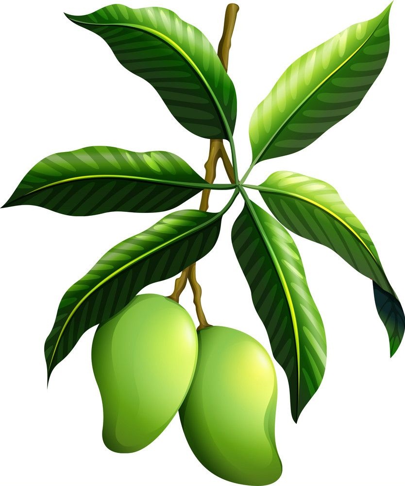 green mangoes on a branch