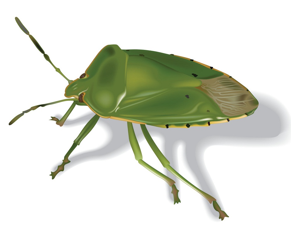 green stink beetle 1