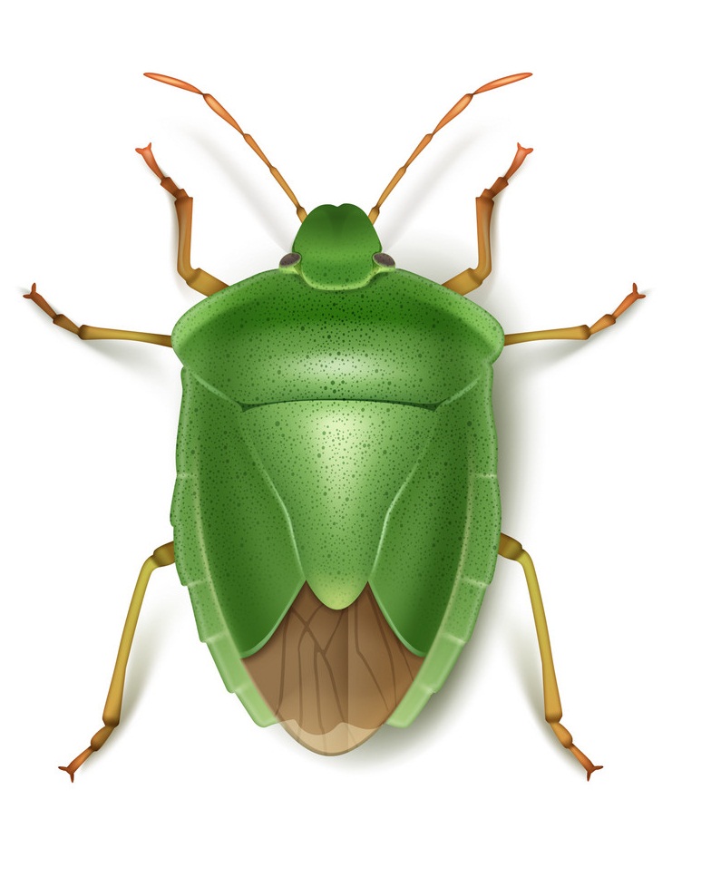 green stink beetle