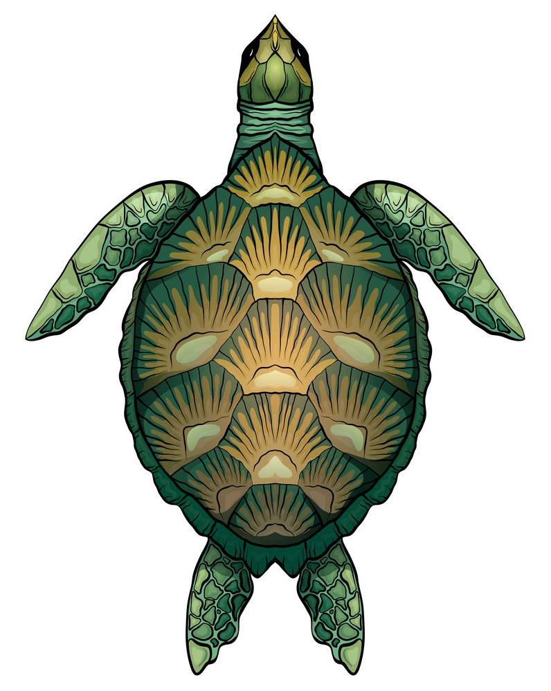 green turtle top view