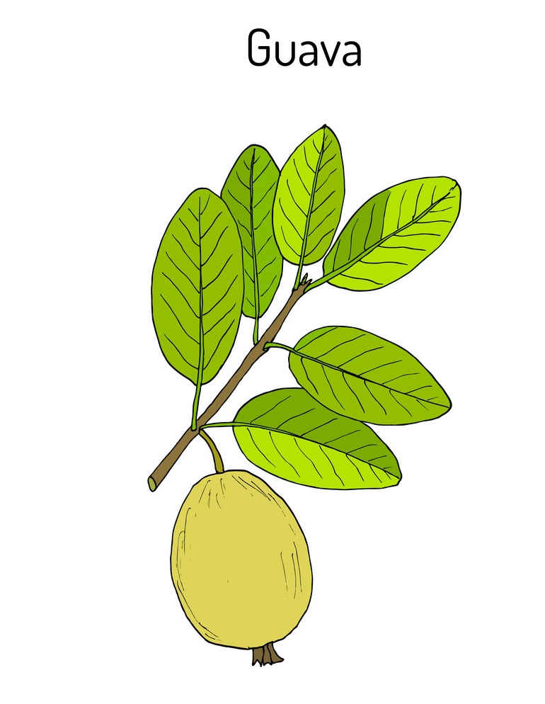 guava on a branch